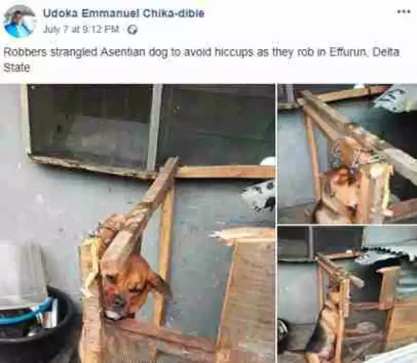 See How Angry Armed Robbers Tied Dog For Barking During Robbery Operation (Photos)